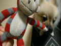 「はい」と、お返事する犬